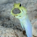 jawfish_yellowhead_oc_jar_v_0097_cub0598.jpg
